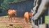 Horse owners must change parasite management