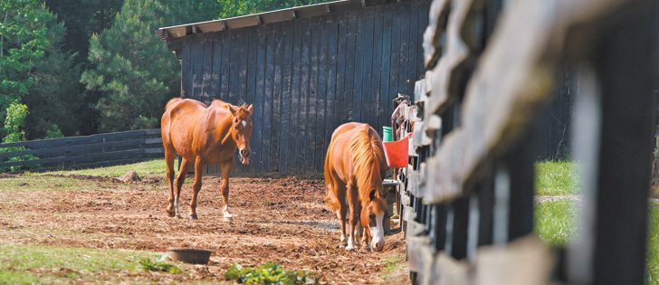 Horse owners must change parasite management