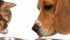 Horizon Pet Nutrition and Saskatchewan Pulse Growers are hoping to take advantage of pet owners’ growing interest in grain-free pet foods. | File photo