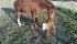 Eva protects her newfound calf at 49th Parallel Farms near Pilot Butte, Sask.