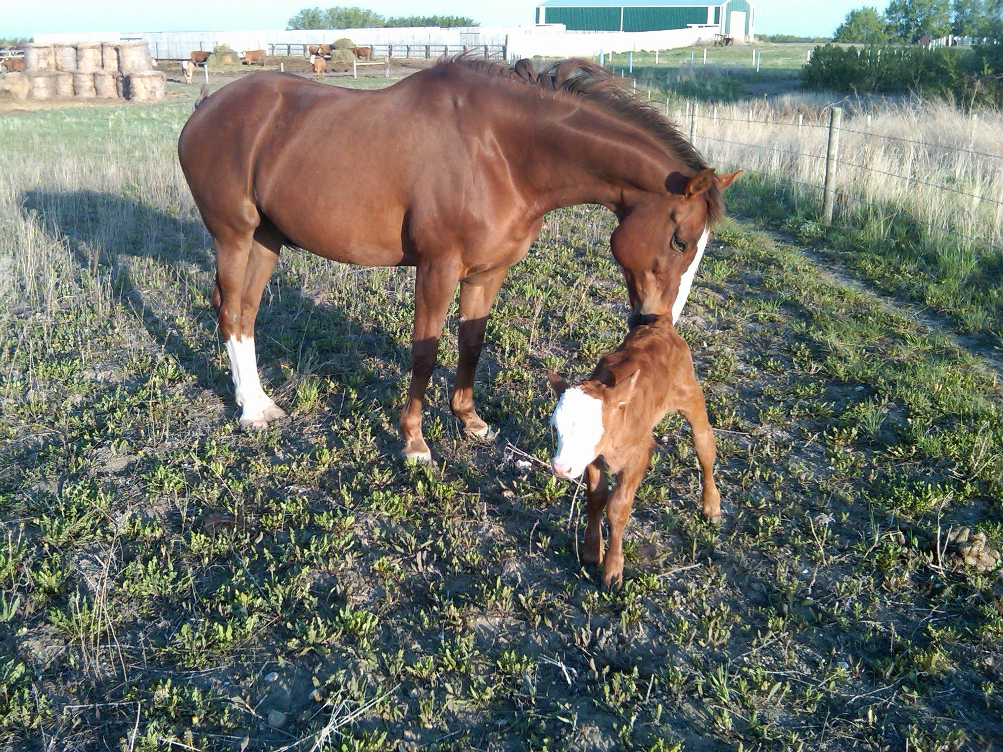 Eva protects her newfound calf at 49th Parallel Farms near Pilot Butte, Sask.
