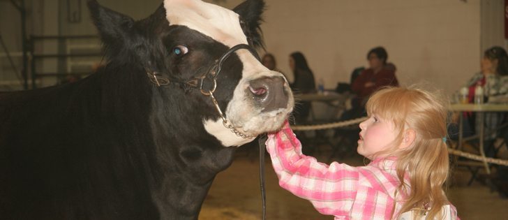 Six-year-old Cheyenne Symons of Claresholm shows her steer. This was the second show for the Grade 1 student. She won first place in her class. | Barbara Duckworth photo