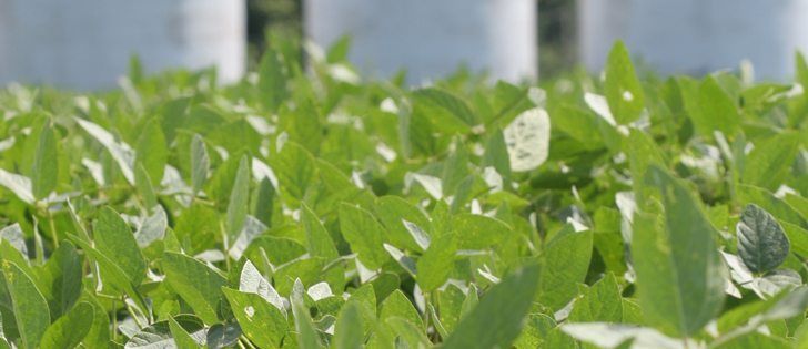 The U.S. Department of Agriculture forecasts exceptionally tight U.S. soybean stocks by the end of 2012-13 but some analysts expect that future reports will increase the seeded area estimate and the crop production forecast, easing stock worries.  |  File photo