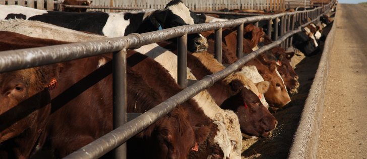 Farmers might enjoy stronger feed barley and oat prices, but feedlot operators might try to push down prices by importing corn.  |  File photo