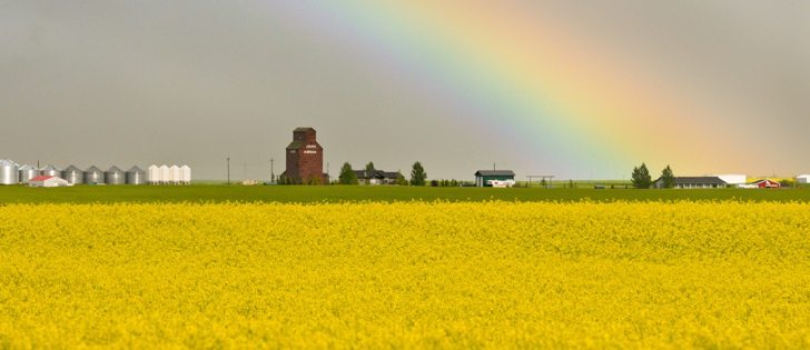 Canola production in Saskatchewan is expected to expand by a million acres this year, which raises the question: where are these acres coming from?  | Mike Sturk photo