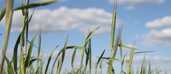 Last week, heads were forming on a fall rye crop near Souris, Man. More winter wheat was planted in southwest Manitoba and southeast Saskatchewan this spring compared to previous years, as farmers seeded the crop into fields drowned out in 2011. So far, the crop looks great in both provinces and its development is ahead of schedule.  |  Robert Arnason photo
