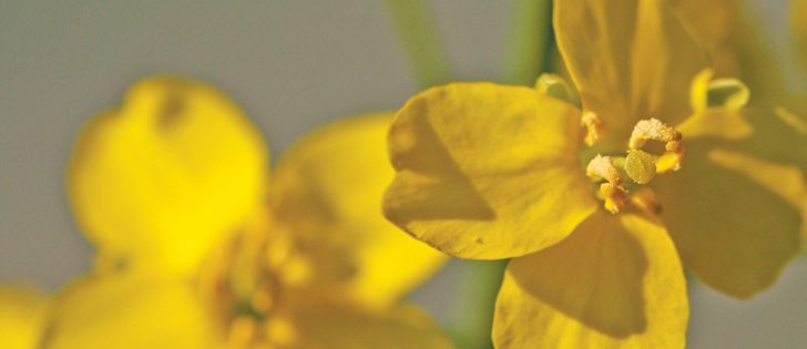 Three-quarters of Saskatchewan’s canola crop was in good to excellent condition as of June 11.  |  File photo