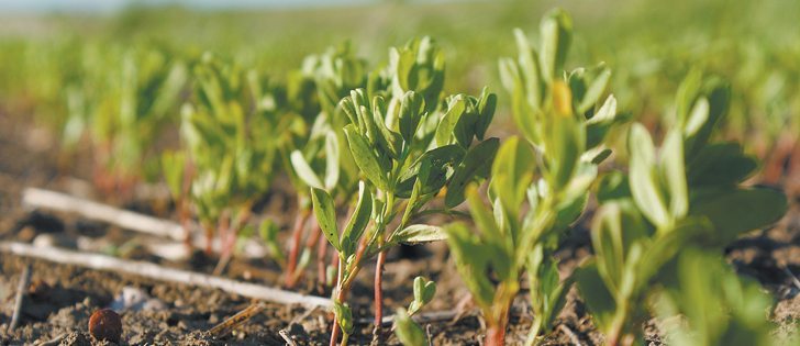 As many as 300,000 intended lentil acres may not be seeded this spring.  |  D’Arce McMillan photo