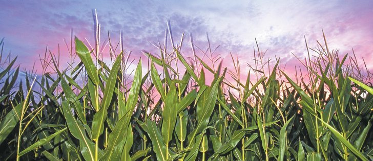 The southern U.S. corn belt is getting dry, threatening projections for record high average corn yields this year.  |  USDA photo