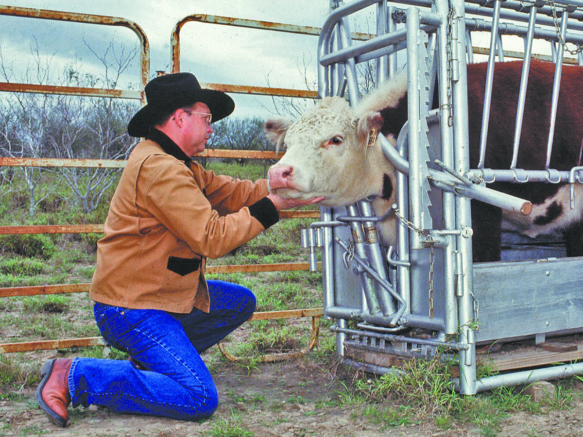 A man in a black cowboy hat kneels in front of a squeeze thats holding a cow and he's got his right hand under the animals chin and the other is out of sight along the other side of the cow's head.