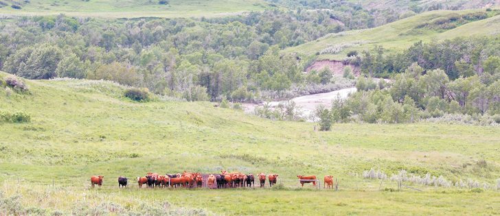 Lessons learned about market cow transport during the BSE crisis are paying off today. These heifers in a pasture along Yarrow Creek in southern Alberta won’t have to face shipping for a few years.  |  Barb Glen photo