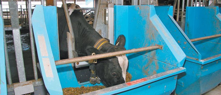 A dry cow visits the computerized feed bunk at the University of British Columbia’s dairy education centre in Agassiz, B.C. Each cow wears a neck collar that sends a signal to the feeder. It may or may not allow the cow access to the feeder depending on the feed ration it is on. | Barbara Duckworth photo