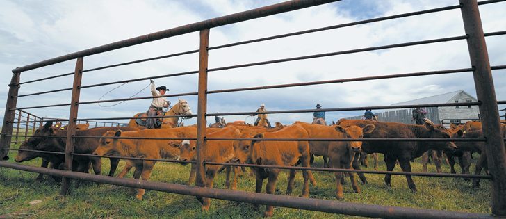 It may be an opportune time for cattle producers to expand their herds, but they should have a thorough understanding of their businesses before they do so, say experts.  |  Mike Sturk photo