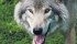 So far this year, B.C. livestock producers have been paid $40,000 for losses due to wolves. | File photo