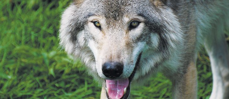 So far this year, B.C. livestock producers have been paid $40,000 for losses due to wolves.  |  File photo