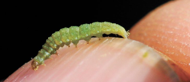 Diamondback moth larvae can cause significant crop losses.  |  File photo
