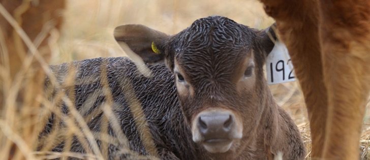 Calves have softer oral linings and are susceptible to mouth abrasions, which may lead to throat infections.  |  Mike Sturk photo