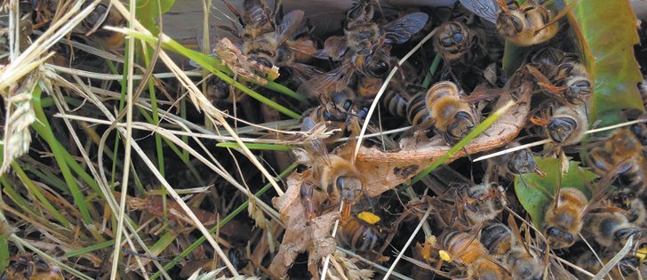 Gerry Moyen of Moyen Honey Farms in Zenon Park, Sask., says he may have lost as many as 1,000 hives after bees made contact with insecticide sprayed by a neighbouring farmer.   |  Gerry Moyen photo
