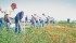 Farmers at the Farming Smarter field school July 11 got an update on glyphosate resistant kochia and checked the efficacy of various herbicide treatments in test plots. | Barb Glen photo