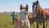 Blaine Martin checks his mares and foals regularly on his farm near Strathclair, Man. | Karen Morrison photo