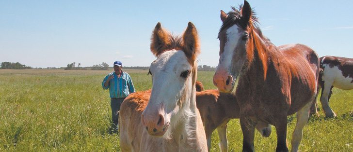 Blaine Martin checks his mares and foals regularly on his farm near Strathclair, Man.  |  Karen Morrison photo