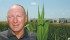 Ian Grant, president of DuPont Pioneer, is confident millions of acres of corn will be grown on the Canadian Prairies once breeders develop earlier maturing varieties with cold and frost tolerance. This corn field is near DuPont Pioneer’s Georgetown Research Centre near Toronto. | Sean Pratt photo