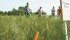 During a field tour, Manitoba Forage Seed Association research manager Kevin Gulay, showed how perennial ryegrass treated with Syngenta plant growth regulator prevented plants from lodging. | Robert Arnason photo
