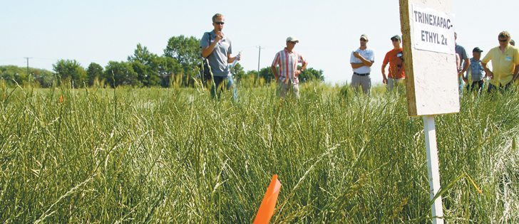 During a field tour, Manitoba Forage Seed Association research manager Kevin Gulay, showed how perennial ryegrass treated with Syngenta plant growth regulator prevented plants from lodging.  |  Robert Arnason photo