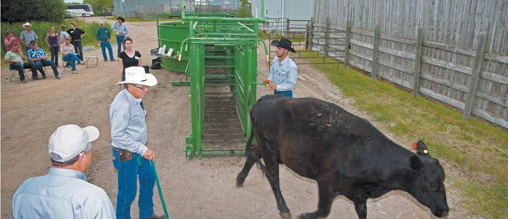 A tagging and body condition score demonstration took place during the Western Beef Development Centre’s 14th annual field day held at the Termuende Research Ranch near Lanigan, Sask., June 26.   |  William DeKay photo