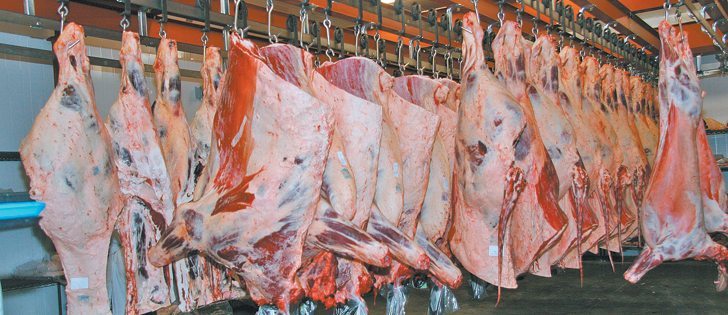 Injuries, bruises and injection site wounds on carcasses cost producers money.  |  File photo