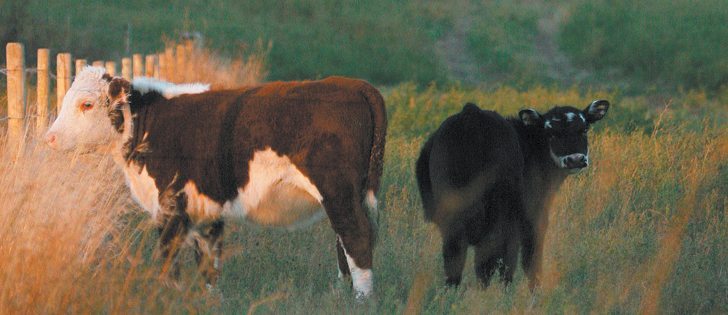 In a two-stage weaning study, it was determined that the biggest stress factor on calves was caused by being separated from their mothers, rather than being unable to suck.  |  File photo