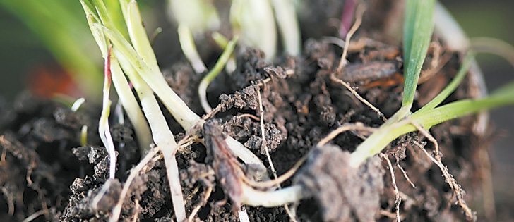 Growers will need to find alternatives to Group 1 and Group 2 herbicides to manage resistance.  |  File photo