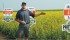Claude Sander of DuPont Pioneer said the company’s line of sclerotinia resistant canola delivers higher yields than many people are aware. | Sean Pratt photo