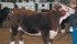 Dakota Townsend of Sylvan Lake, Alta., was a big winner at the Calgary Stampede steer show. Her straight-bred Hereford steer was named champion for the breed and reserve grand overall. She received $10,000 from the Canadian Hereford Association as well as $4,000 in prize money for the win. She has been showing this steer throughout the spring and has won more than $20,000. | Barbara Duckworth photo