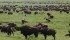 Mycoplasma bovis is most common among adult bison cows, causing arthritis, infection in the lungs and enlarged hearts. | File photo
