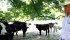 Cattle rancher Gary Price watches his herd as they seek shade in 40 C heat on his ranch in Blooming Grove, Texas. Intense dry heat in the U.S. last week fried pastures and slashed corn yields. | Reuters photo