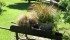 An old wooden wheelbarrow holds containers of ornamental grasses.