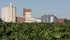 Sugar beet fields are looking good in southern Alberta thanks to the recent run of warm weather. Potatoes and corn are also faring well. | File photo