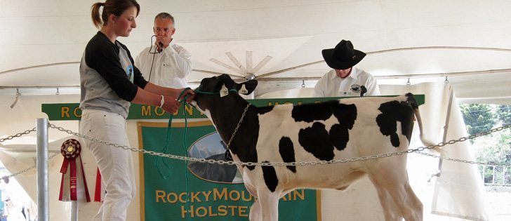 This calf consigned by Rocky Mountain Holsteins at Cochrane, Alberta, sold for $50,000 to Jeff Butler and Elite Dairy Genomics of Illinois. Lexi de Jong is at the halter. The sale is held every second year offering elite dairy cattle to international buyers. This year's event averaged $9,776 on 118 lots of live cattle and embryos. | Barbara Duckworth photo