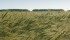 Recent hot weather reduced the threat of fusarium and in some areas, winter wheat crops are maturing ahead of schedule and look promising. | File photo