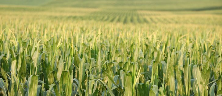 This corn crop is coming up OK but elsewhere in the U.S. it is not, which is driving up prices for Canadian crops. | Michael Raine photo