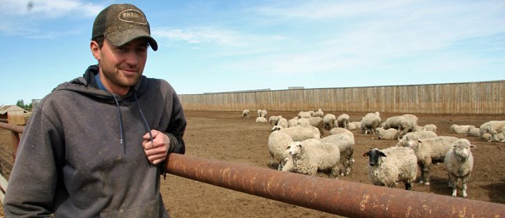 Ryan Albers of Acme, Alberta, operates a 15,000 head lamb feedlot where he uses computerized records and individual radio frequency identification to sort and market animals. | Barbara Duckworth photos