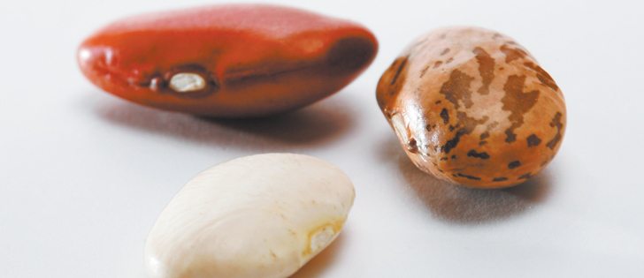 The USDA forecasts a 36 per cent increase in bean production over last year. | File photo