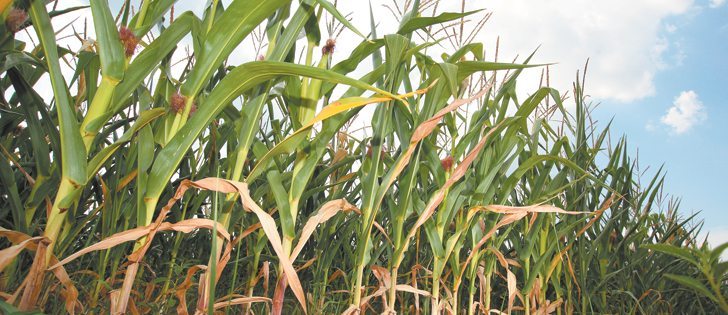 The USDA estimates two-thirds of the American corn crop is suffering from extreme drought stress. This corn near Greenfield, Ind., is losing leaves and smaller than normal cobs are forming. The plants are only one metre high, when they normally would be 2.5 or more.  |  Michael Raine photo