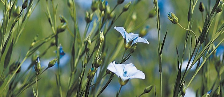 Flax growers and buyers want to get a better handle on yields before committing to sales because they want to see whether prices will go up or down.  |  File photo
