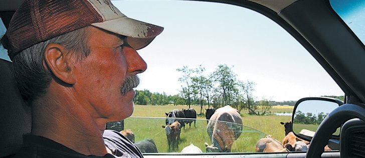 Wayne Airriess checks his commercial herd of cattle on his farm near Togo, Sask.  |  Karen Morrison photo