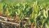 Demand for red lentils is improving and trials are looking at benefits of growing crops under irrigation. | File photo