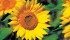 A commercially viable perennial sunflower crop may be only 15 or 20 years away from reality, according to University of Manitoba masters student Sean Asselin. | File photo
