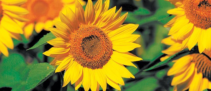 A commercially viable perennial sunflower crop may be only 15 or 20 years away from reality, according to University of Manitoba masters student Sean Asselin.  |  File photo