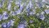 If flax growers can get their crop sequence right and properly manage the mycorrhiza population in the soil, there may be potential to save money on fertilizer. | File photo